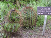 Echinopsis leucantha