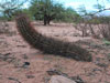 Echinopsis leucantha