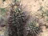 Echinopsis leucantha