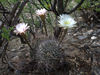 Echinopsis leucantha