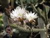 Echinocereus leucanthus