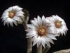 Echinocereus leucanthus