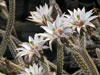 Echinocereus leucanthus