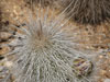 Echinocereus longisetus