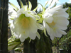 Echinopsis macrogona