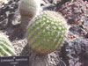 Echinopsis mamillosa