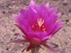 Echinopsis mamillosa