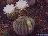 Echinopsis mamillosa