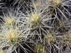 Echinocereus maritimus