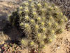 Echinocereus maritimus