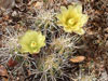 Echinocereus maritimus