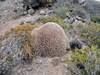 Echinocereus maritimus