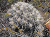 Echinocereus maritimus