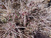 Echinocereus maritimus