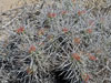 Echinocereus maritimus