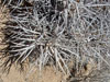 Echinocereus maritimus