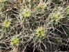 Echinocereus maritimus