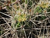 Echinocereus maritimus