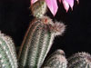 Echinocereus metornii