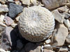 Epithelantha bokei