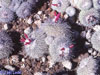 Epithelantha unguispina