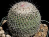 Epithelantha unguispina