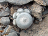 Epithelantha unguispina