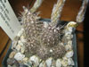 Echinopsis mirabilis