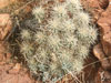 Echinocereus mojavensis