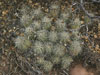 Echinocereus mojavensis