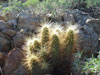 Echinocereus nicholii