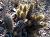 Echinocereus nicholii