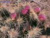 Echinocereus nicholii