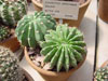 Echinopsis obrepanda