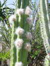 Echinopsis pachanoi