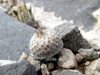 Epithelantha pachyrhiza