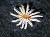 Epithelantha pachyrhiza