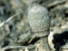 Epithelantha pachyrhiza