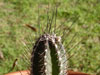 Echinocereus palmeri