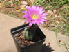 Echinocereus palmeri