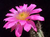 Echinocereus palmeri