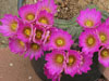 Echinocereus palmeri