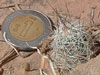 Echinocereus palmeri