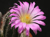 Echinocereus palmeri