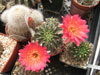 Echinopsis pampana