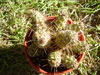 Echinocereus papillosus