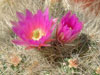 Echinocereus parkeri