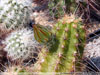 Echinocereus parkeri
