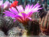 Echinocereus parkeri