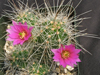 Echinocereus parkeri